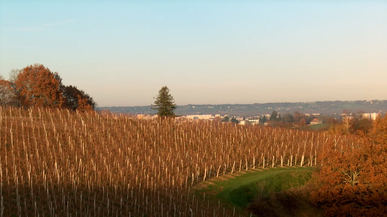 Coteaux viticoles de Jurançon (64) exposés plein sud face à Pau, secteur où le confort d'été conditionne le choix de l'isolant